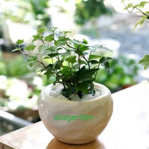 Chậu cây để bàn phong thủy